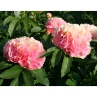 Пион Paeonia Lois Choice